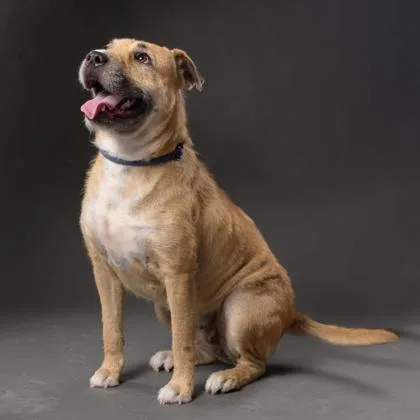 An adult medium-sized female Mixed Breed dog named Lindsey for adoption in Atlanta, GA