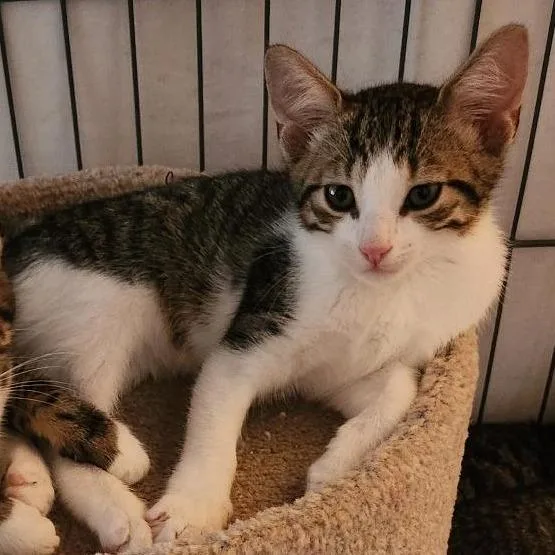A baby small-sized male Brown / Chocolate Domestic Short Hair cat named Waylon Bryant for adoption in Merrifield, VA