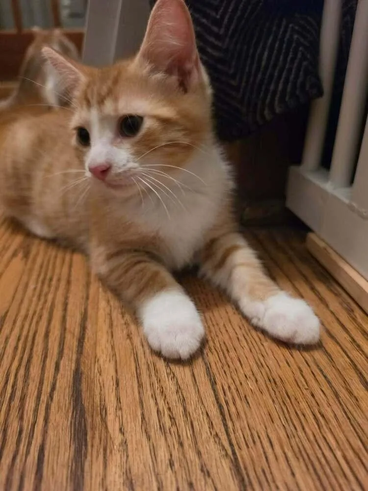 A baby small-sized male Orange & White Domestic Short Hair cat named Rory for adoption in Chicago, IL