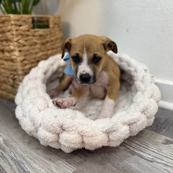 A baby medium-sized male Yellow / Tan / Blond / Fawn Pit Bull Terrier dog named Luke Lover Boy for adoption in Friendswood, TX