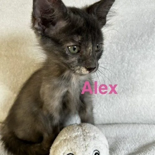 Alex thumbnail 3