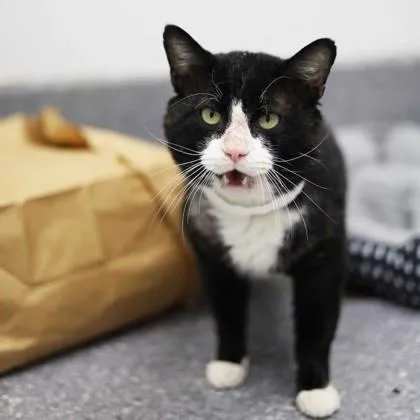 An adult small-sized male Black Domestic Short Hair cat named Kylo for adoption in Atlanta, GA