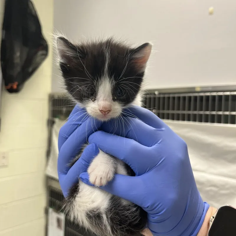 A baby small-sized male Black Domestic Short Hair cat named Cabbage for adoption in Charlottesville, VA