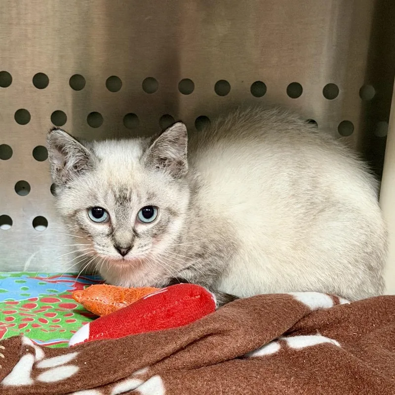 A baby small-sized female Seal Point Domestic Short Hair cat named Hugsy for adoption in Winchester, TN