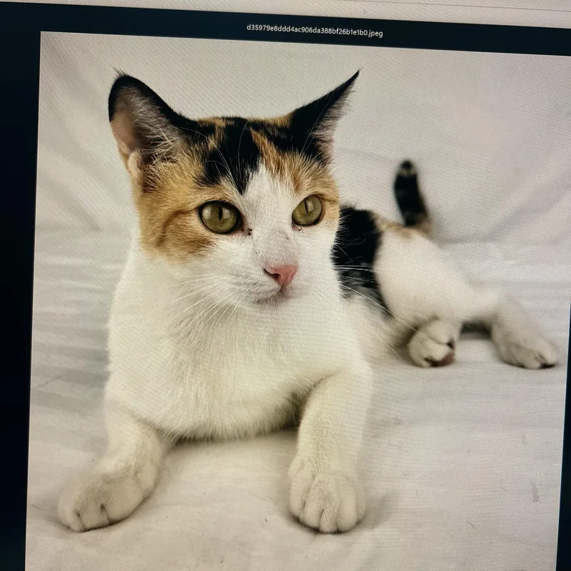 A young small-sized female Domestic Short Hair cat named Peanut for adoption in Gainesville, VA