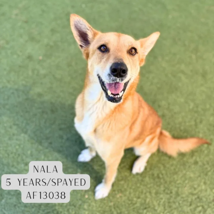 Nala thumbnail 3