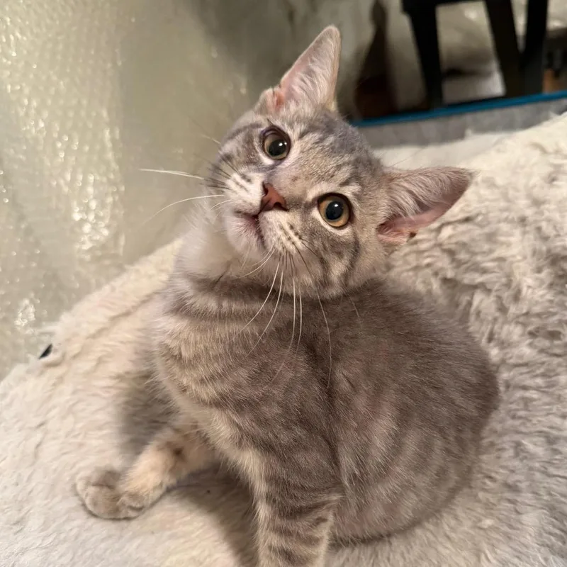 A baby small-sized male Gray / Blue / Silver Domestic Short Hair cat named Butterscotch Ramishvili for adoption in Merrifield, VA