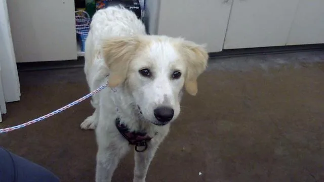 A young large-sized female Mixed Breed dog named Peach for adoption in Dallas, TX