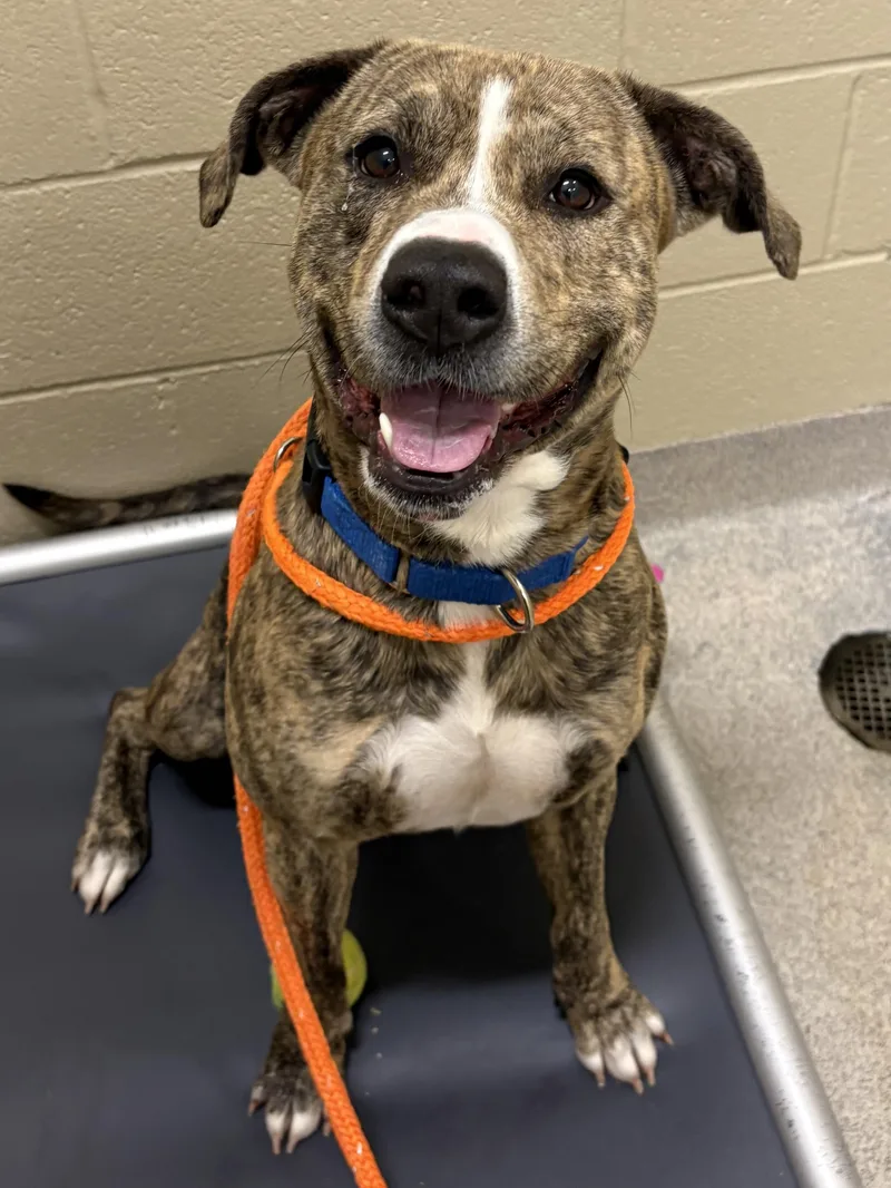 An adult medium-sized male Pit Bull Terrier dog named Jimmy for adoption in Youngstown, OH