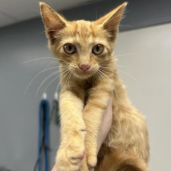 A baby small-sized male Domestic Short Hair cat named Pumpkin for adoption in Birmingham, AL