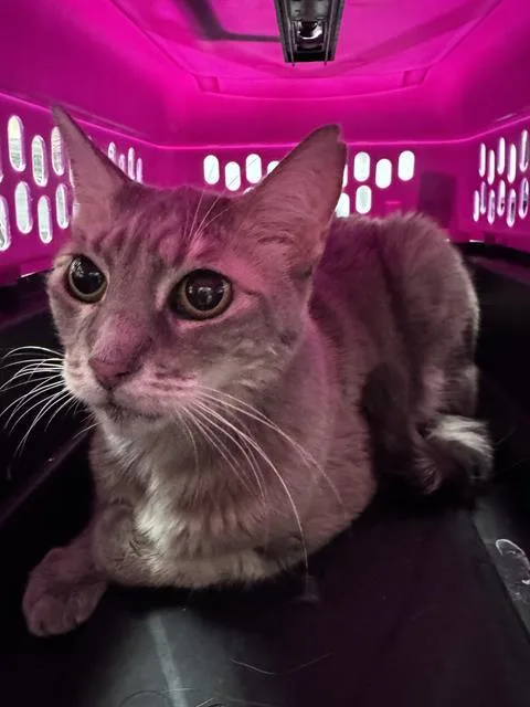 A senior large-sized female Domestic Short Hair cat named Lunita for adoption in Las Vegas, NV