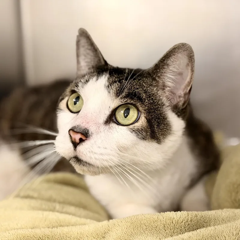 A senior medium-sized male Tabby (Brown / Chocolate) Domestic Short Hair cat named Carter for adoption in Jackson, NJ