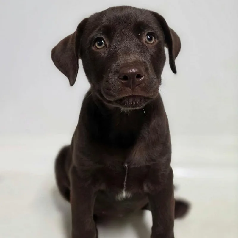 A baby medium-sized female Brown / Chocolate Mixed Breed dog named Merritt for adoption in BONIFAY, FL