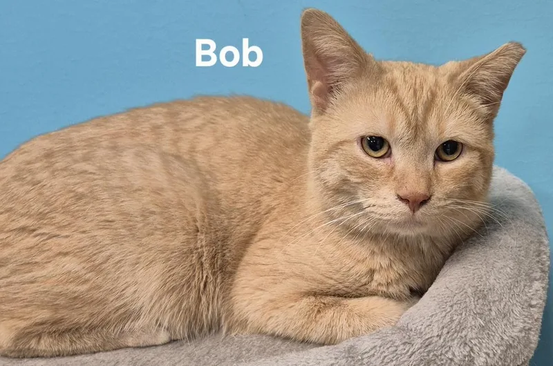 A young medium-sized male Domestic Short Hair cat named Bob for adoption in Kendallville, IN