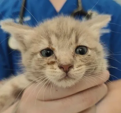 A baby small-sized female Domestic Medium Hair cat named Georgia for adoption in Lafayette, IN