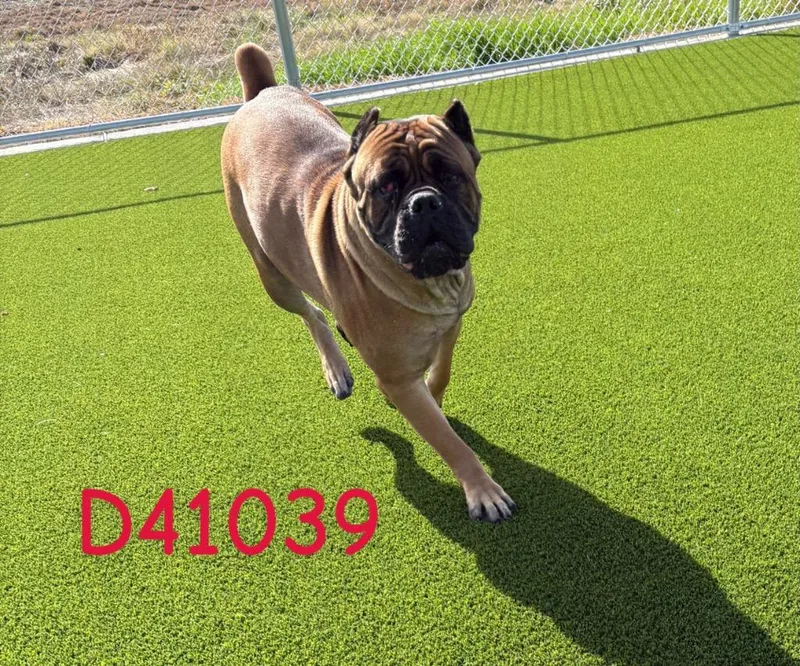 A young large-sized female Cane Corso dog named Kenya for adoption in Clarksville, TN