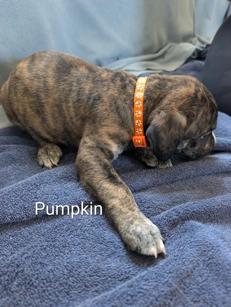 Pumpkin Gavi thumbnail 3