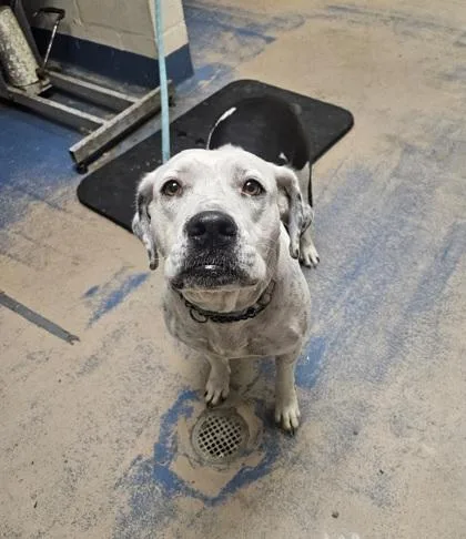 An adult medium-sized female Labrador Retriever dog named Lil Bit for adoption in Inverness, FL