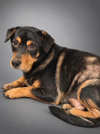 A senior medium-sized female Beagle dog named Darla for adoption in Bowling Green, KY