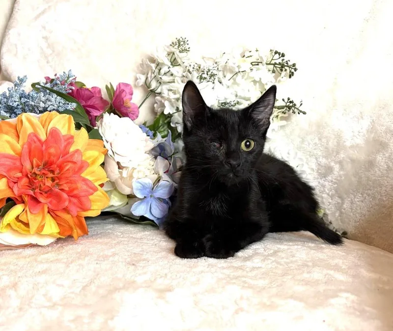 A baby small-sized female Black Domestic Short Hair cat named Pearl Zeze for adoption in Chandler, AZ