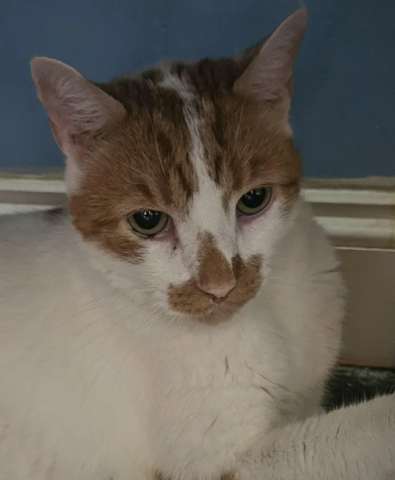An adult medium-sized male Buff & White Domestic Short Hair cat named Snickers for adoption in Philadelphia, PA