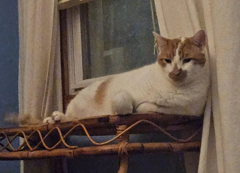 Snickers thumbnail 2