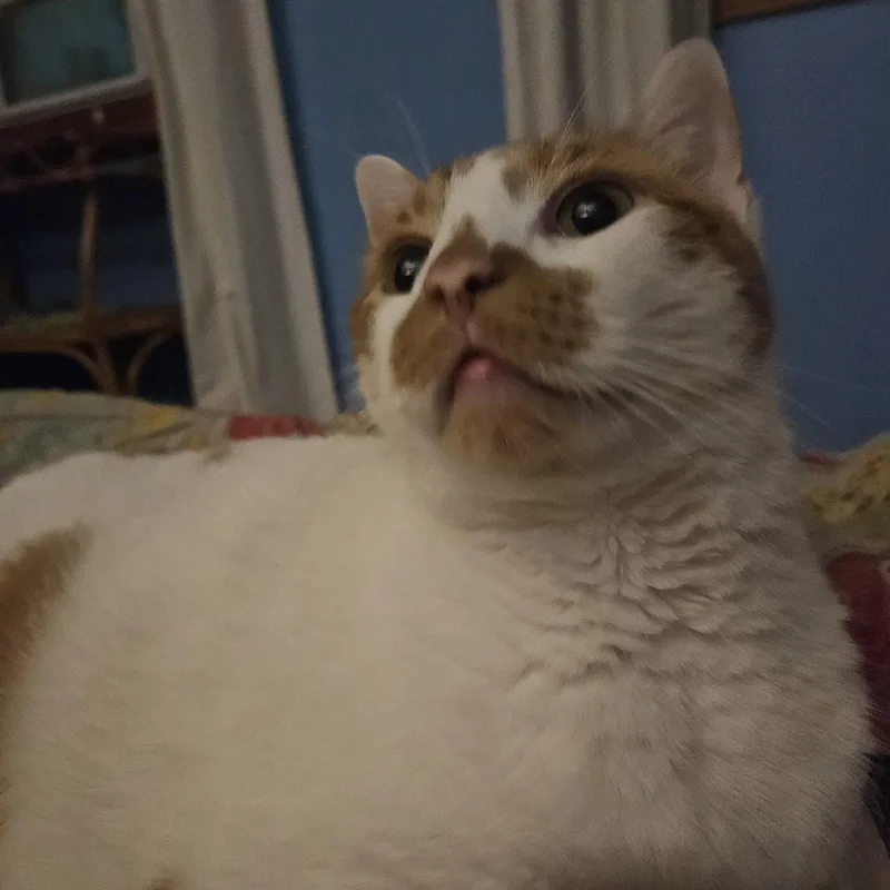 Snickers thumbnail 3