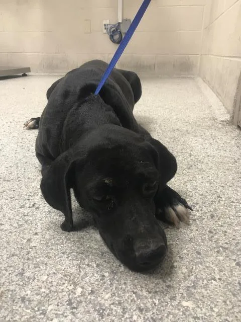 A young large-sized female Labrador Retriever dog named Zola for adoption in Conroe, TX