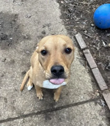 A young medium-sized male Yellow / Tan / Blond / Fawn Pit Bull Terrier dog named Zion for adoption in Lafayette, IN