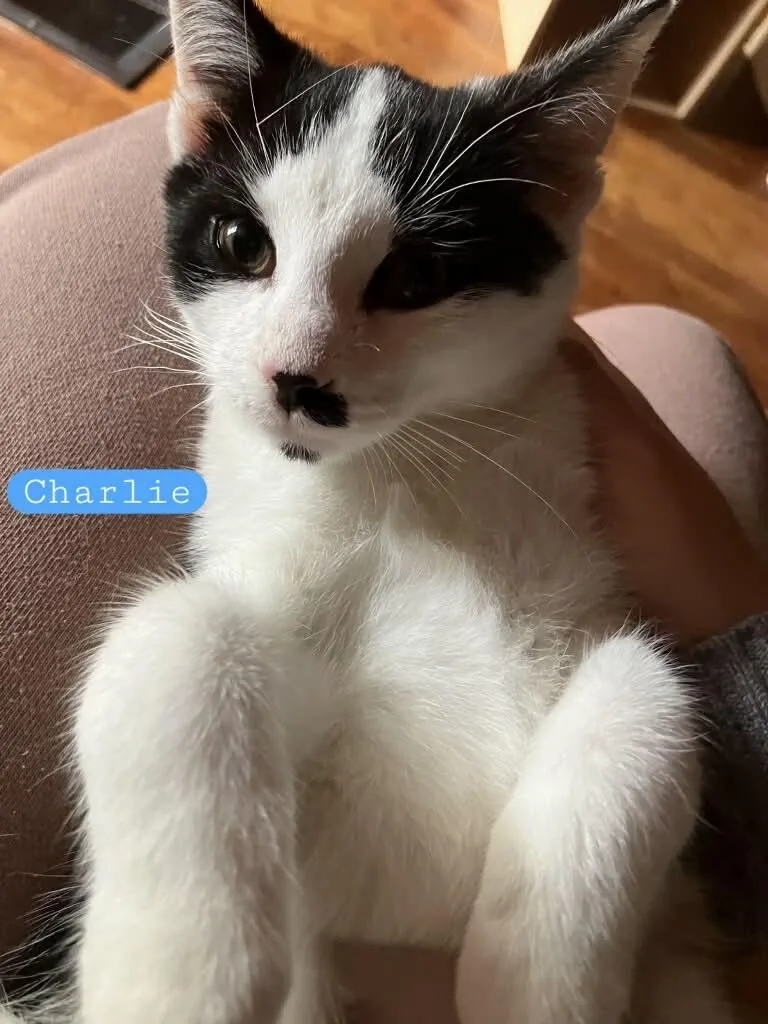 Charlie thumbnail 2