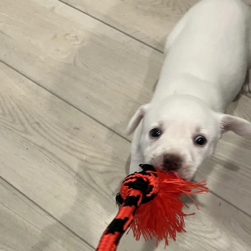 Doughly Parton thumbnail 3