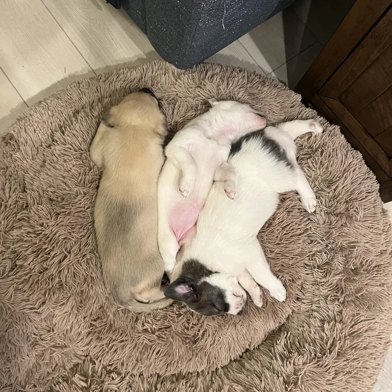 Doughly Parton thumbnail 5