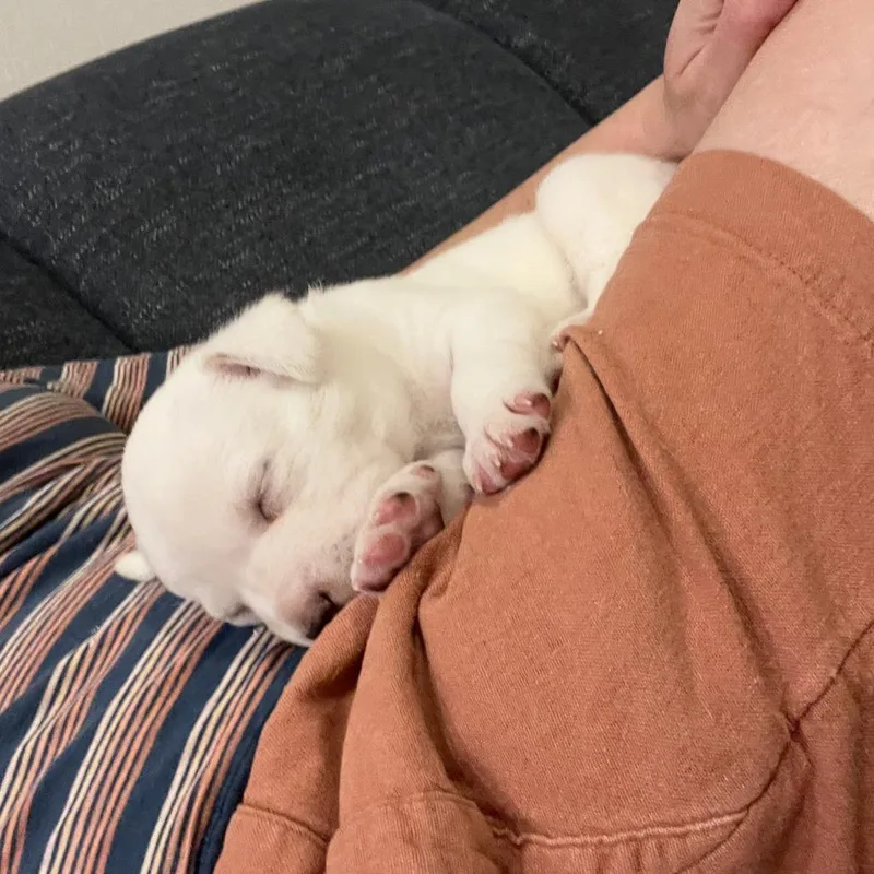 Doughly Parton thumbnail 6