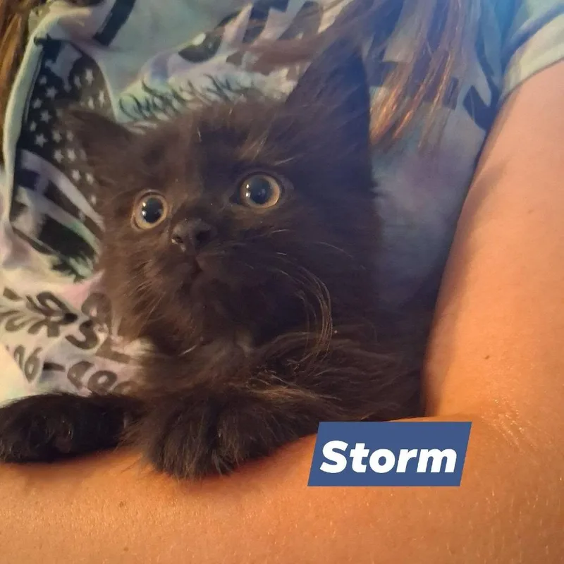A baby small-sized female Domestic Short Hair cat named Storm for adoption in New Tazewell, TN