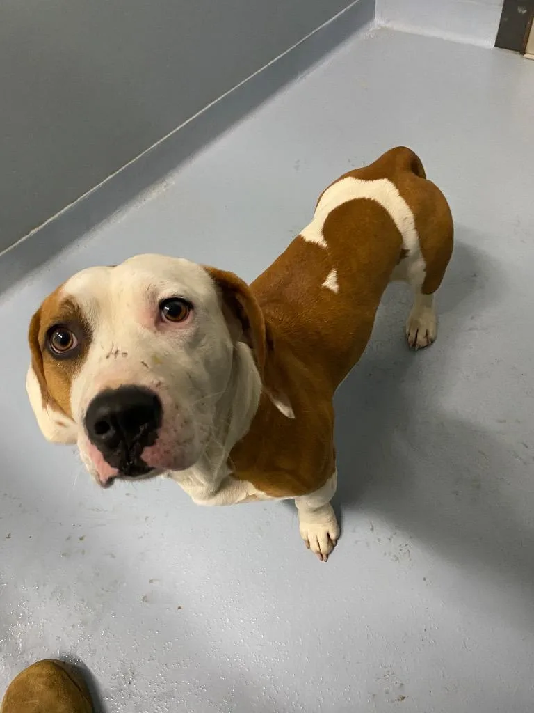 A young medium-sized male Mixed Breed dog named Lo for adoption in Cartersville , GA