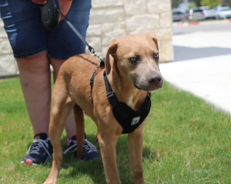 A baby medium-sized male Mixed Breed dog named Seymour for adoption in Pflugerville, TX