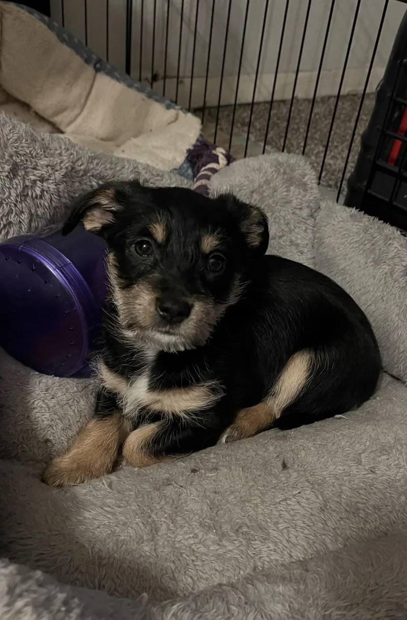 A baby small-sized female Chihuahua dog named Rarity for adoption in Wasilla, AK