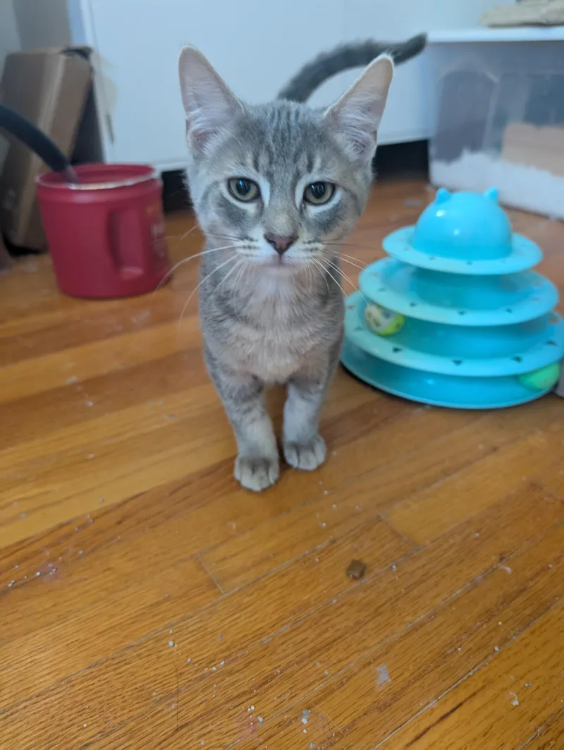 A baby medium-sized male Domestic Short Hair cat named Sam and Mitch for adoption in Saint Francis, MN