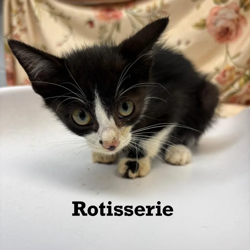 A baby small-sized male Black Domestic Short Hair cat named Rotisserie for adoption in Parkersburg, WV