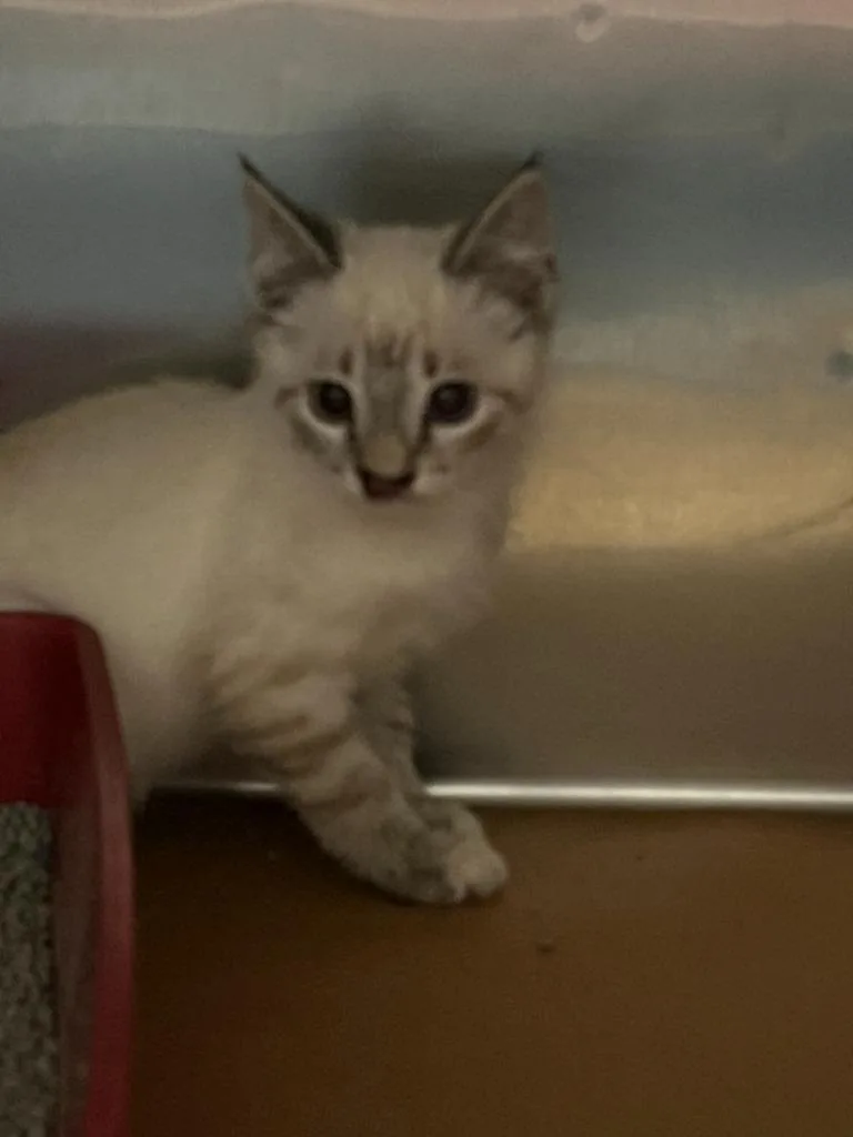 A young small-sized male Domestic Short Hair cat named Isis for adoption in Cartersville , GA