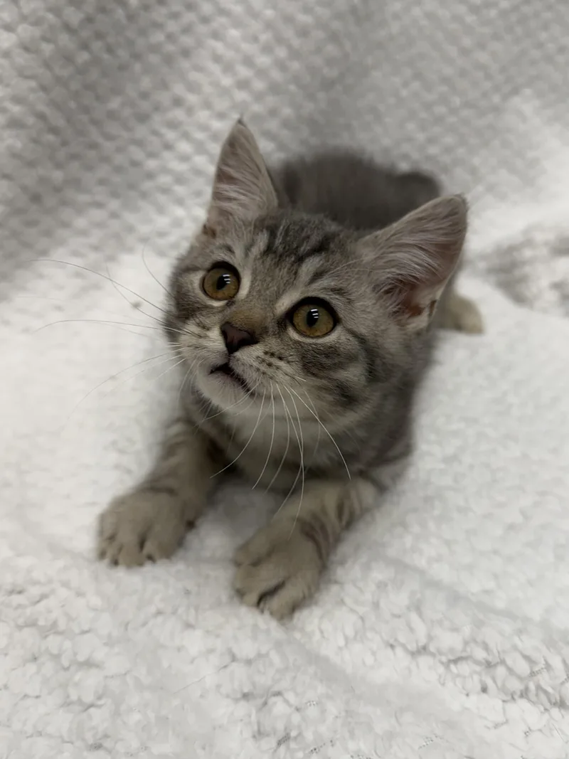 A baby medium-sized male Gray / Blue / Silver Domestic Short Hair cat named Lennie for adoption in Tinley Park, IL