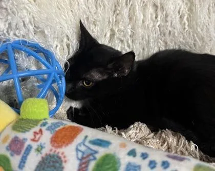 A baby small-sized female Domestic Short Hair cat named Nadine for adoption in Conway, SC