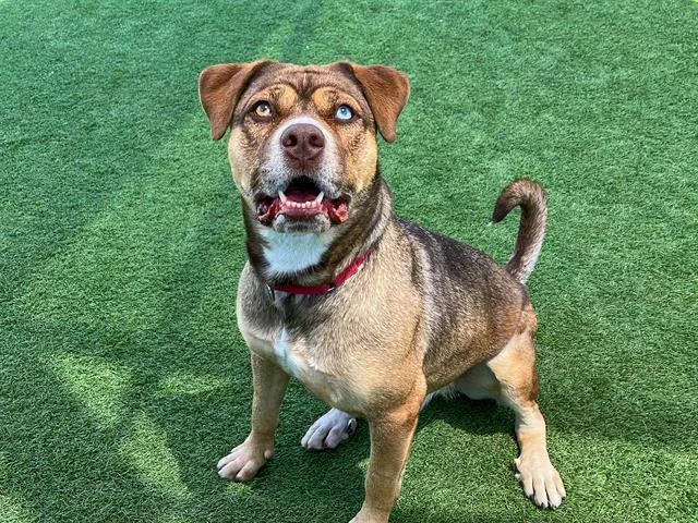 An adult large-sized female Australian Cattle Dog / Blue Heeler dog named Amber for adoption in Tustin, CA