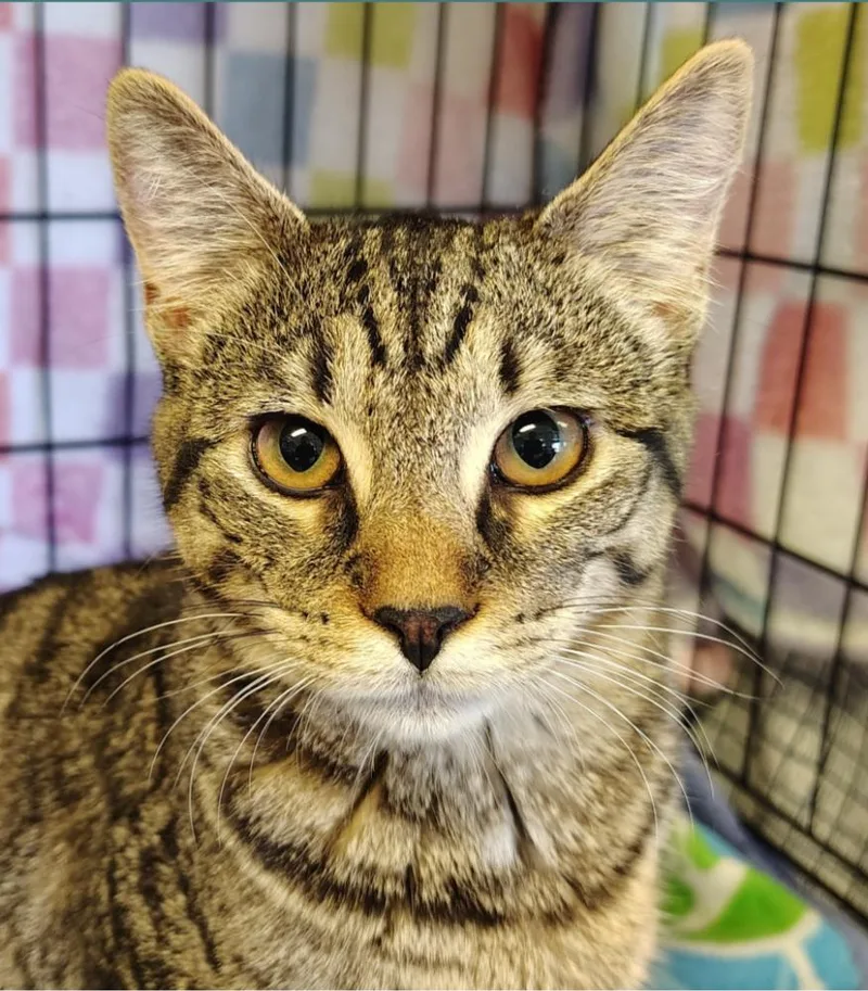 A young small-sized female Domestic Short Hair cat named Seneca for adoption in Indiana, PA