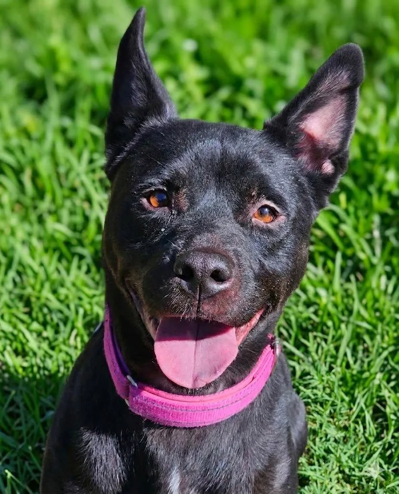 An adult medium-sized female Husky dog named Luna for adoption in Woodbridge, CT