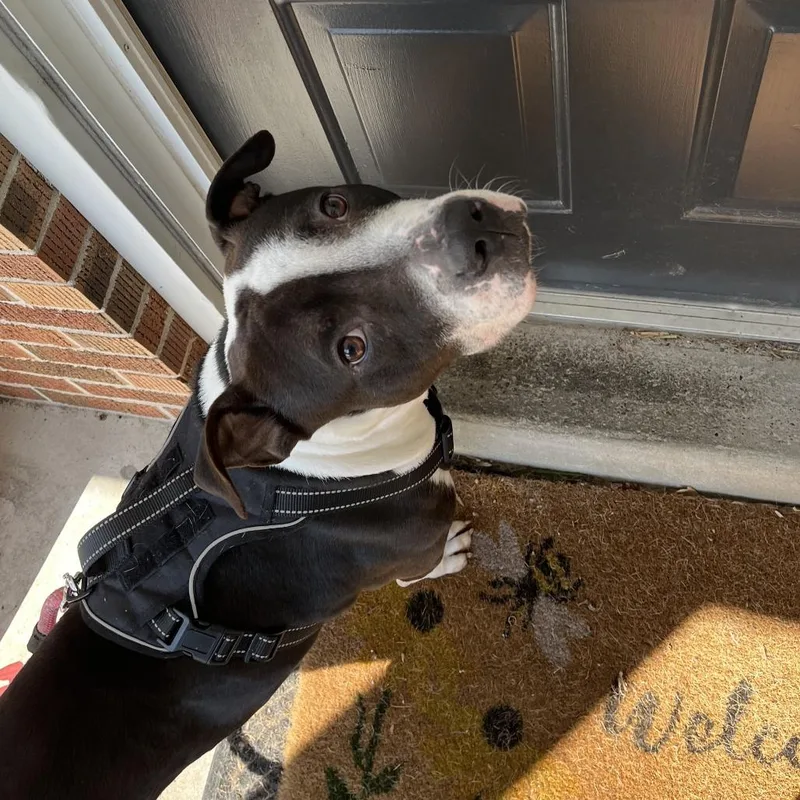 An adult medium-sized male Black Pit Bull Terrier dog named "ringo" for adoption in Perkiomenville, PA