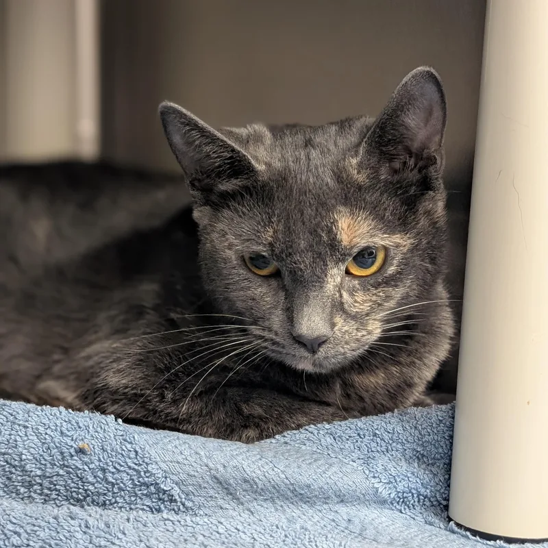 A young medium-sized female Dilute Tortoiseshell Domestic Short Hair cat named Sophie for adoption in St. Augustine, FL