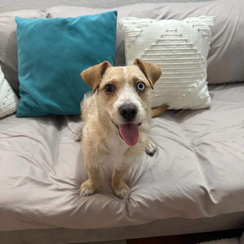 A baby medium-sized female Australian Cattle Dog / Blue Heeler dog named Molly for adoption in San Diego, CA