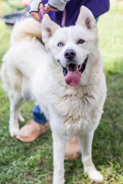 An adult large-sized male Mixed Breed dog named Reef for adoption in Chamblee, GA