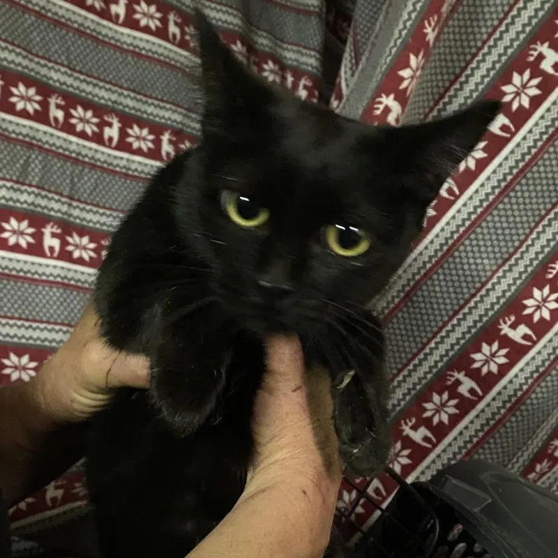 A young small-sized female Black Domestic Short Hair cat named Seattle for adoption in Hemet, CA